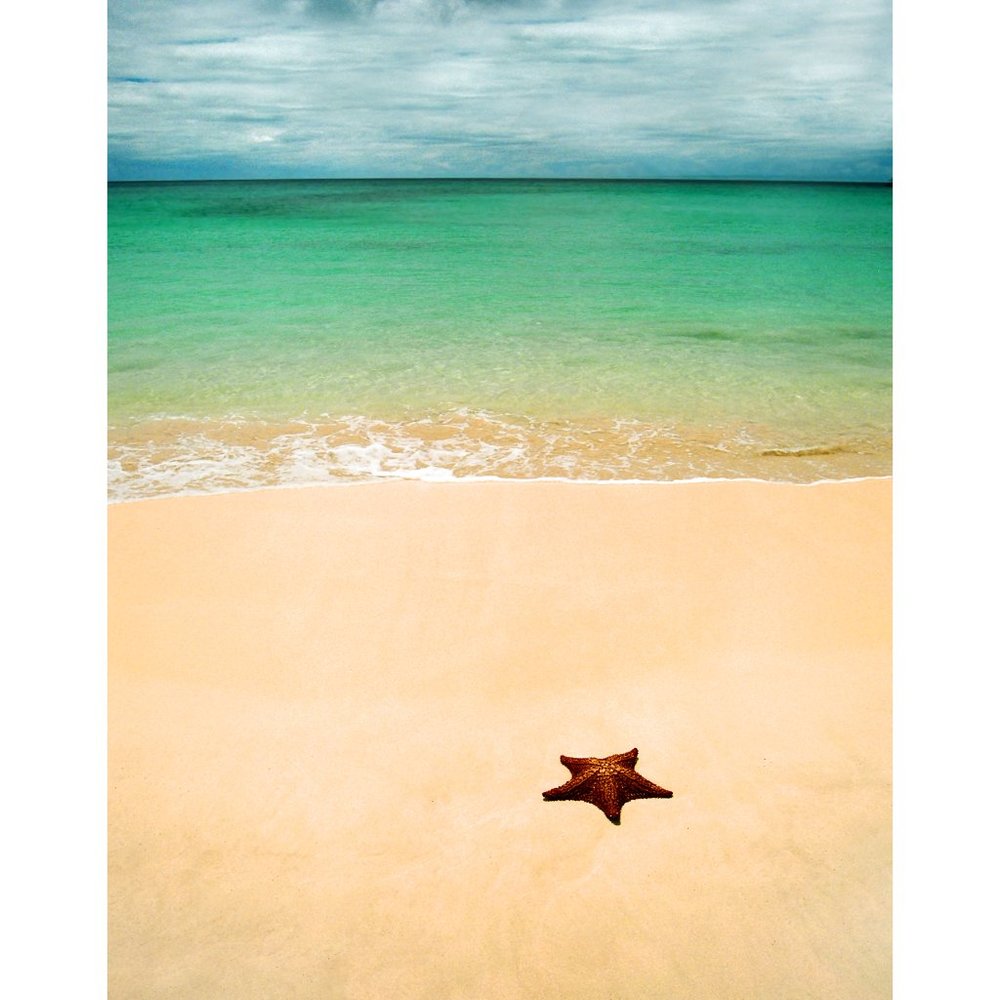 Starfish and Beach  11 x 14 print